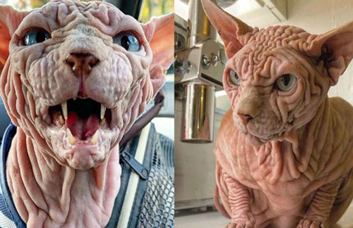 Котката Xherdan 2